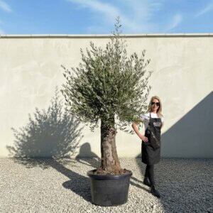 A774 Gnarled Olive Tree (Bella)