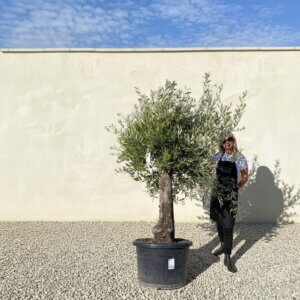 A777 Gnarled Olive Tree (Piccolo)