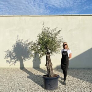 A778 Gnarled Olive Tree (Piccolo)