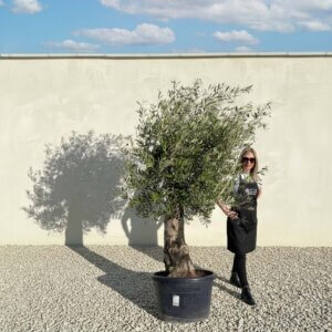 A780 Gnarled Olive Tree (Piccolo)