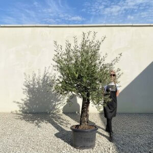 A781 Gnarled Olive Tree (Piccolo)