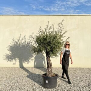 A782 Gnarled Olive Tree (Piccolo)