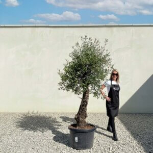 A783 Gnarled Olive Tree (Piccolo)