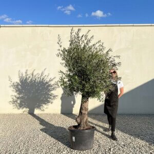 A785 Gnarled Olive Tree (Piccolo)