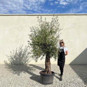 A786 Gnarled Olive Tree (Piccolo)