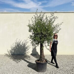 A790 Gnarled Olive Tree (Piccolo)