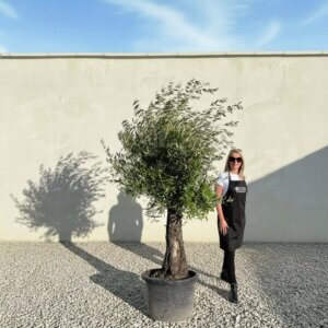A792 Gnarled Olive Tree (Piccolo)