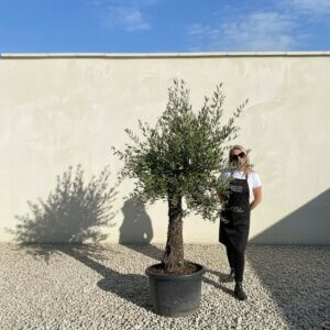 A793 Gnarled Olive Tree (Piccolo)