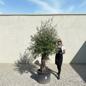 A794 Gnarled Olive Tree (Piccolo)