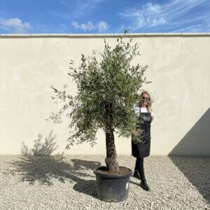 A796 Gnarled Olive Tree (Piccolo)