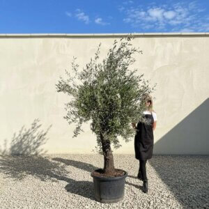 A797 Gnarled Olive Tree (Piccolo)