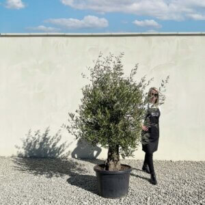 A799 Gnarled Olive Tree (Piccolo)