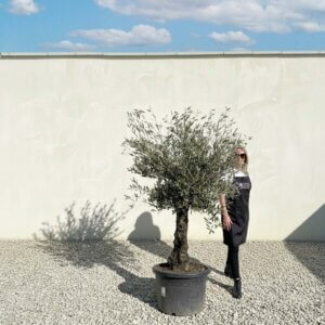 A800 Gnarled Olive Tree (Piccolo)