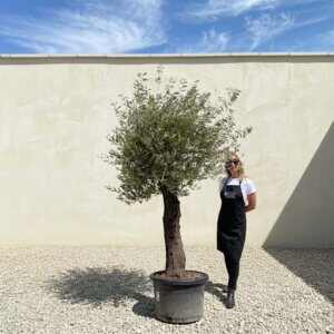 A802 Gnarled Olive Tree (Piccolo)