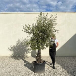 A803 Gnarled Olive Tree (Piccolo)