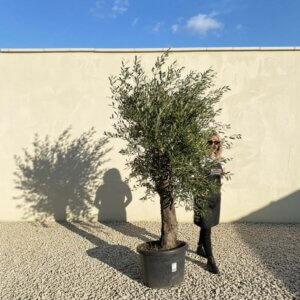 A804 Gnarled Olive Tree (Piccolo)