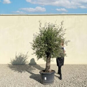 A805 Gnarled Olive Tree (Piccolo)
