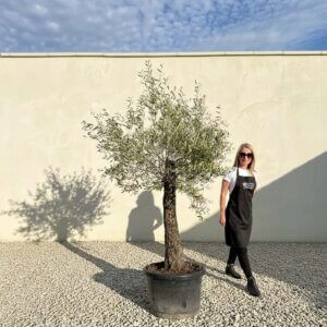 A806 Gnarled Olive Tree (Piccolo)