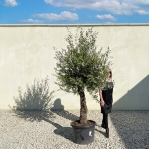 A808 Gnarled Olive Tree (Piccolo)