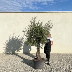 A809 Gnarled Olive Tree (Piccolo)