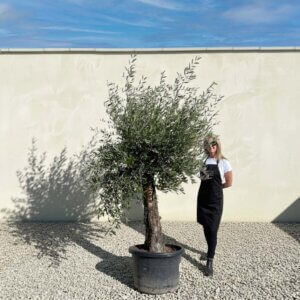 A810 Gnarled Olive Tree (Piccolo)