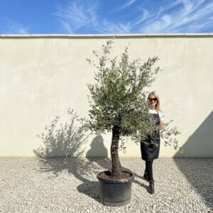A813 Gnarled Olive Tree (Piccolo)