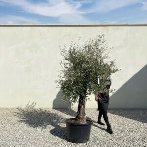 A814 Gnarled Olive Tree (Piccolo)