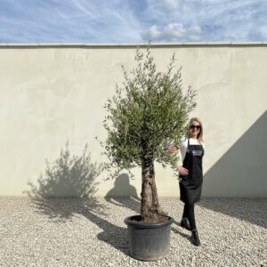 A815 Gnarled Olive Tree (Piccolo)