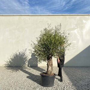 A816 Gnarled Olive Tree (Piccolo)