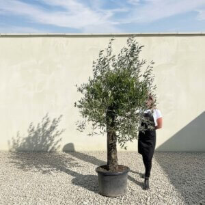 A818 Gnarled Olive Tree (Piccolo)