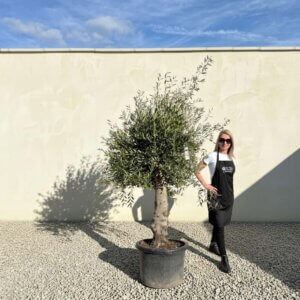 A823 Gnarled Olive Tree (Piccolo)