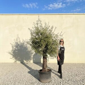 A824 Gnarled Olive Tree (Piccolo)