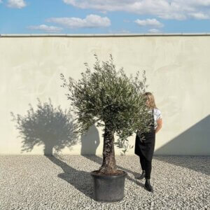 A825 Gnarled Olive Tree (Piccolo)