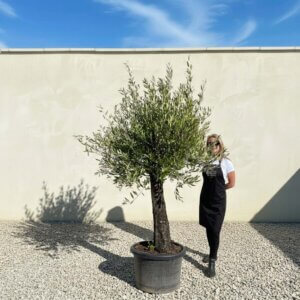 A826 Gnarled Olive Tree (Piccolo)
