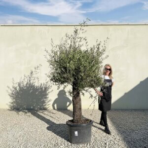 A827 Gnarled Olive Tree (Piccolo)