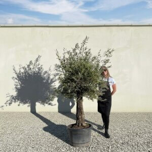 A828 Gnarled Olive Tree (Piccolo)