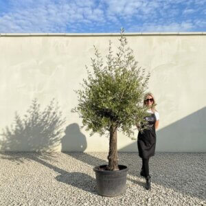 A829 Gnarled Olive Tree (Piccolo)