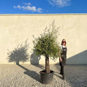 A832 Gnarled Olive Tree (Piccolo)