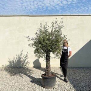 A833 Gnarled Olive Tree (Piccolo)