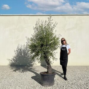 A835 Gnarled Olive Tree (Piccolo)