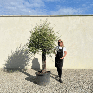 A840 Gnarled Olive Tree (Piccolo)