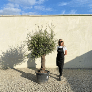 A841 Gnarled Olive Tree (Piccolo)