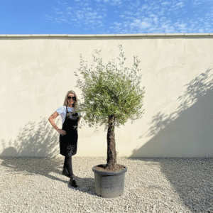 A842 Gnarled Olive Tree (Piccolo)