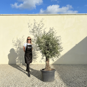 A844 Gnarled Olive Tree (Piccolo)
