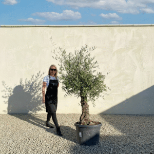 A845 Gnarled Olive Tree (Piccolo)