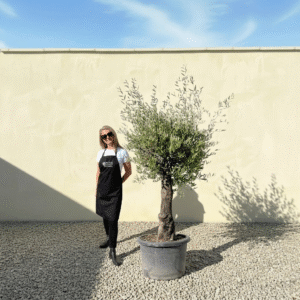 A848 Gnarled Olive Tree (Piccolo)