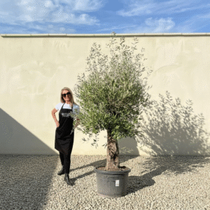 A850 Gnarled Olive Tree (Piccolo)
