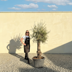 A852 Gnarled Olive Tree (Piccolo)