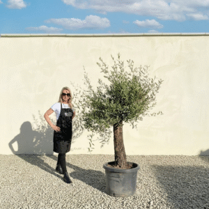 A854 Gnarled Olive Tree (Piccolo)