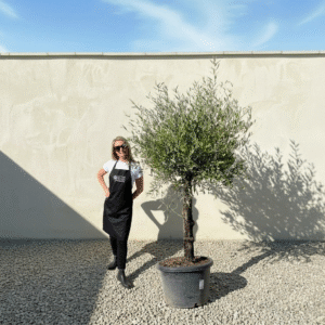 A856 Gnarled Olive Tree (Piccolo)